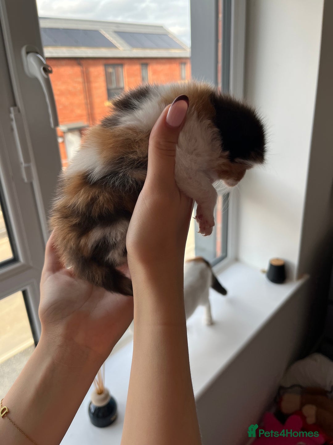 Turkish Van cats for sale: Beautiful Turkish van kittens  - Image 8