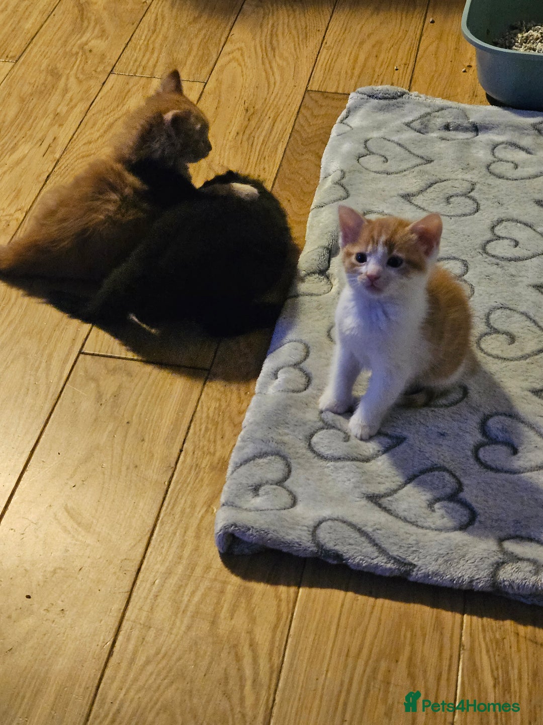 Mixed Breed cats for sale: Very cute 10 week old kittens  - Advert 5