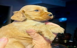 Cocker Spaniel dogs for sale: lyncham cocker spaniels - Image 3