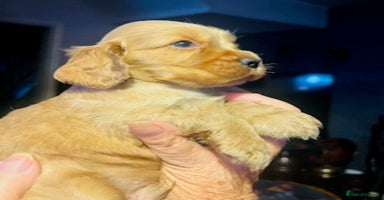 Cocker Spaniel dogs - Advert 1