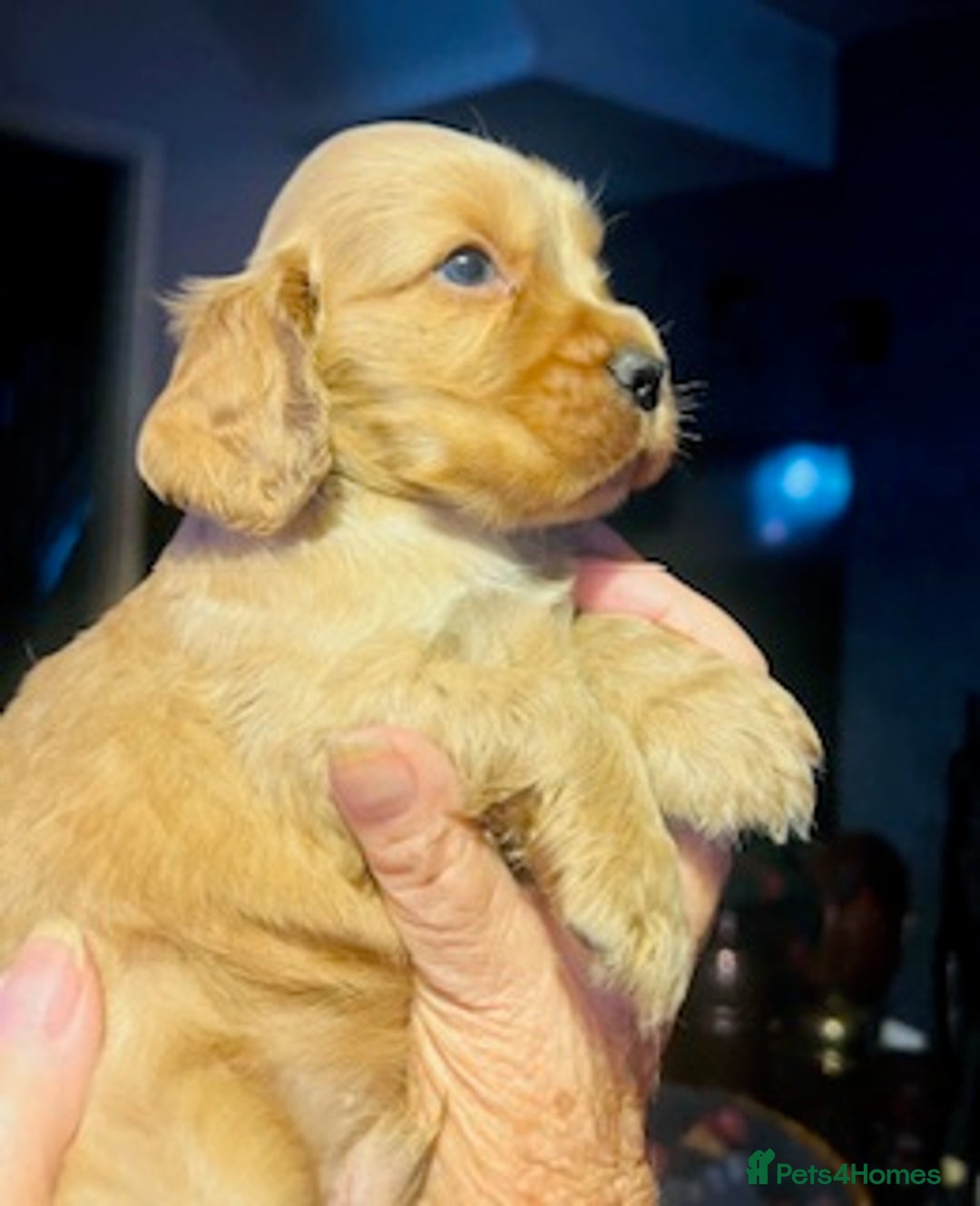 Cocker Spaniel dogs for sale: lyncham cocker spaniels - Image 3