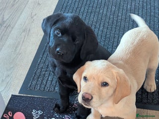 Labrador Retriever dogs Labrador pups ready now. Pickering, North Yorks - Advert 6