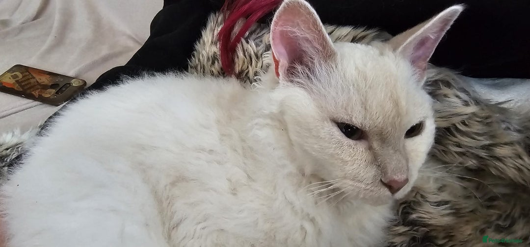 LaPerm cats for sale: Adorable teddy bear curly LaPerm GCCF reg - Advert 3