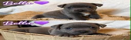 Staffordshire Bull Terrier dogs for sale: Gorgeous Blue Staffordshire Bull Terrier Puppies - Advert 8