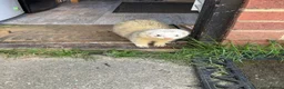Ferret rodents for sale: Male Ferrets for Rehome Ozzy & Bandit  - Advert 2