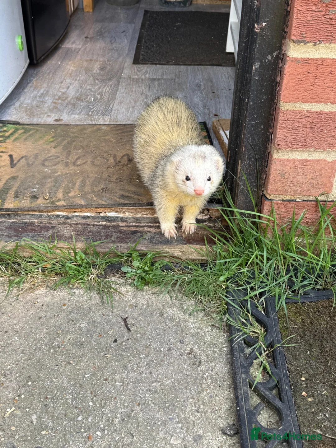 Ferret rodents for sale: Male Ferrets for Rehome Ozzy & Bandit  - Advert 2