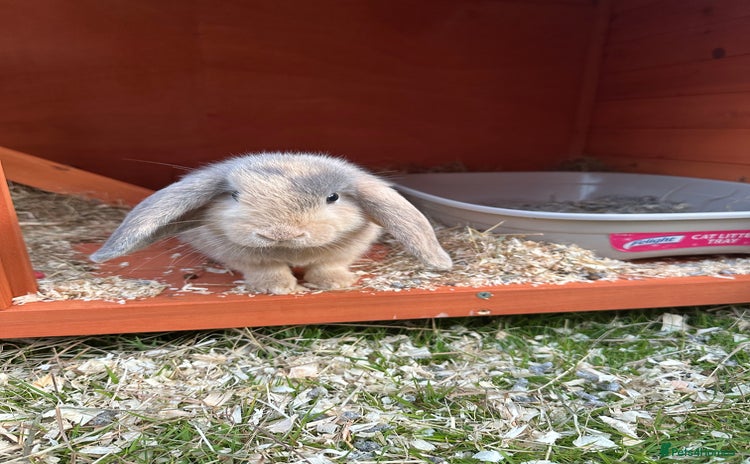 English Lop rabbits - Advert 13