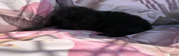 Shihpoo dogs for sale:  Shih Tzu x Toy Poodle (Shih Poo)  in Bishop Auckland - Advert 19