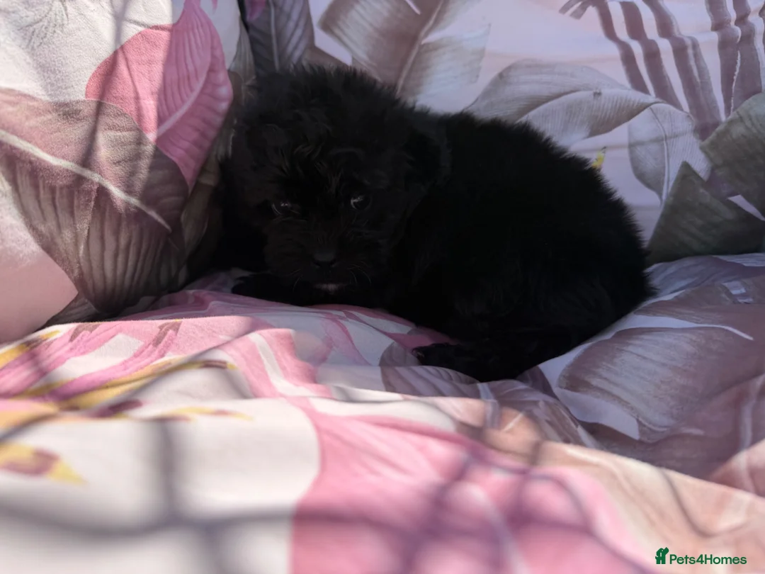 Shihpoo dogs for sale:  Shih Tzu x Toy Poodle (Shih Poo)  in Bishop Auckland - Advert 19