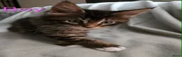 Maine Coon cats for sale: 3 Maine Coon kittens. - Advert 15