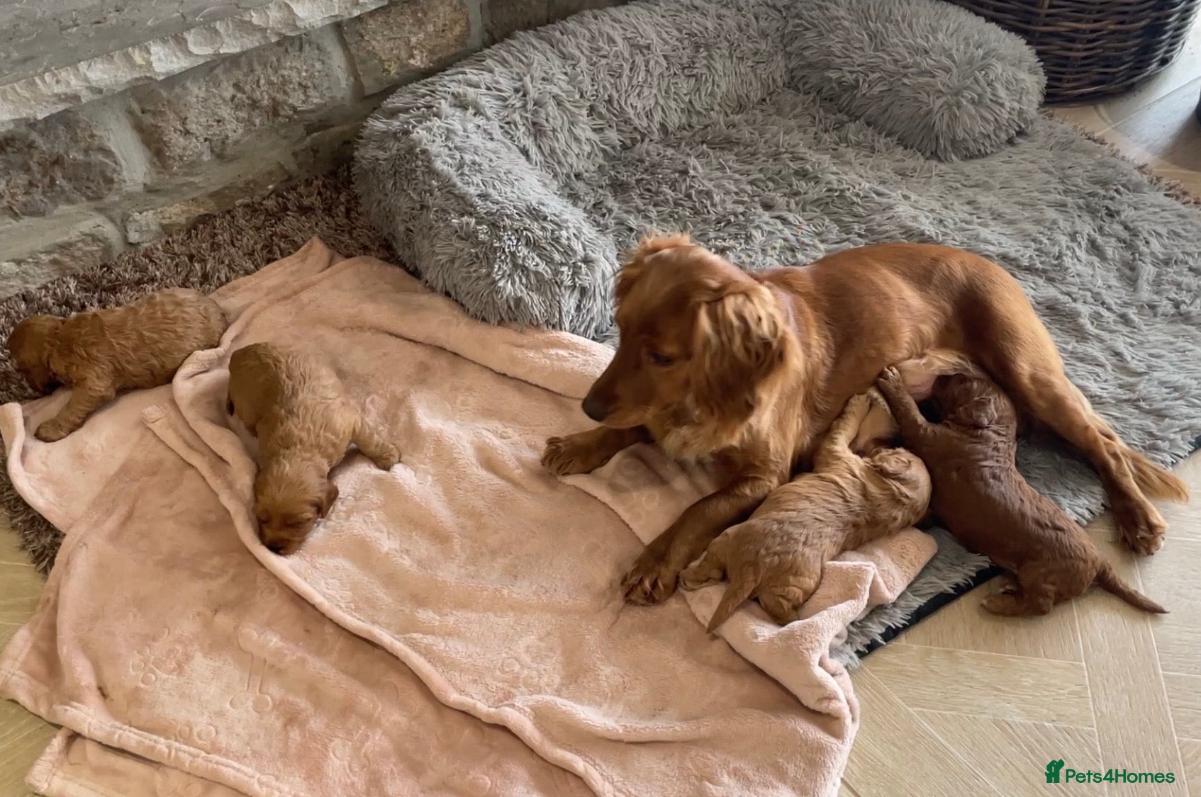 Cockapoo dogs 5⭐️ Red F1 cockapoo pups. Clear genetics - Advert 12