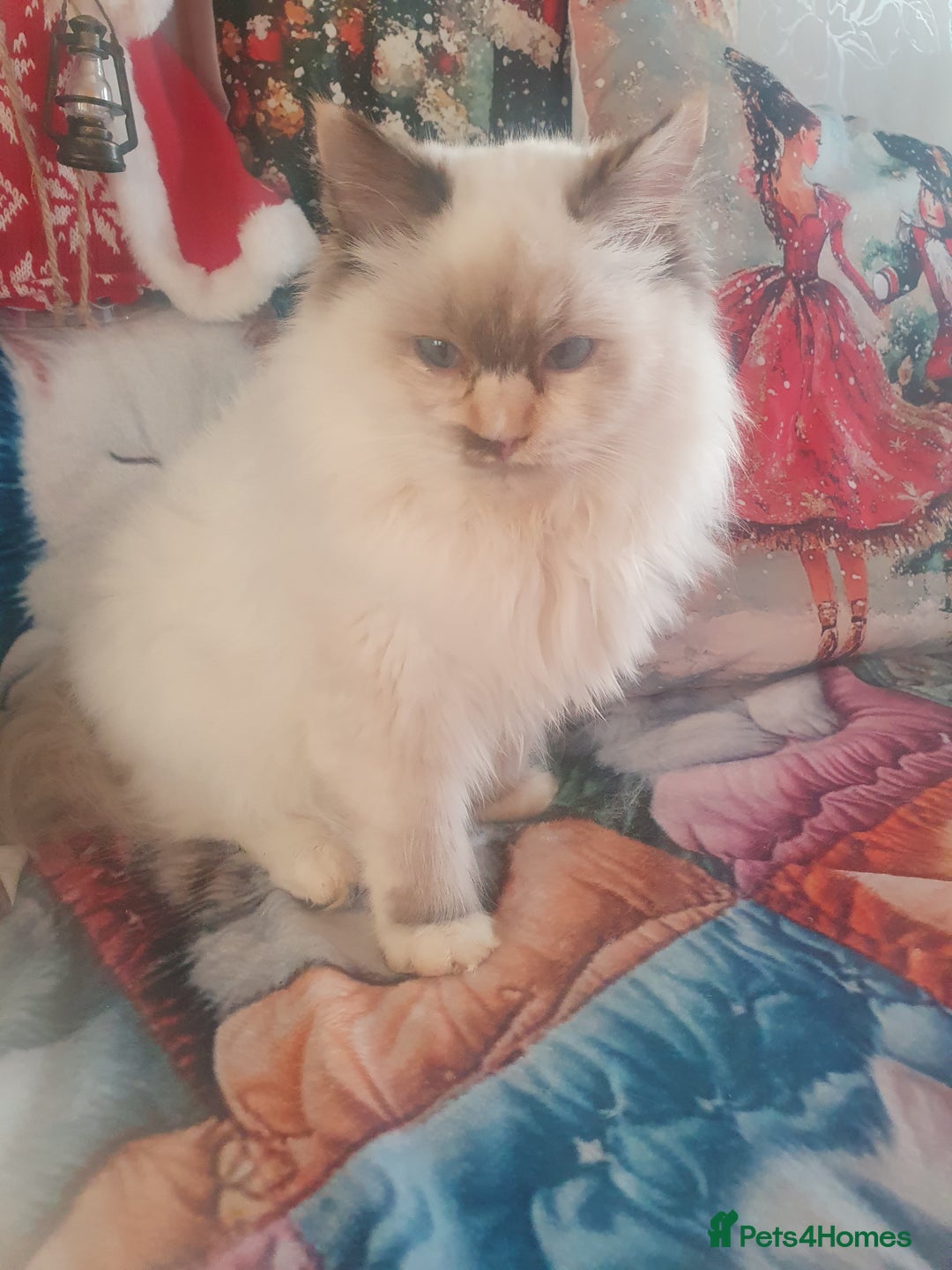 Ragdoll cats for sale: Mink & traditional Ragdolls - Advert 5