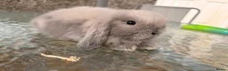 Mini Lop rabbits for sale: Amazing mini lop babies  - Advert 11