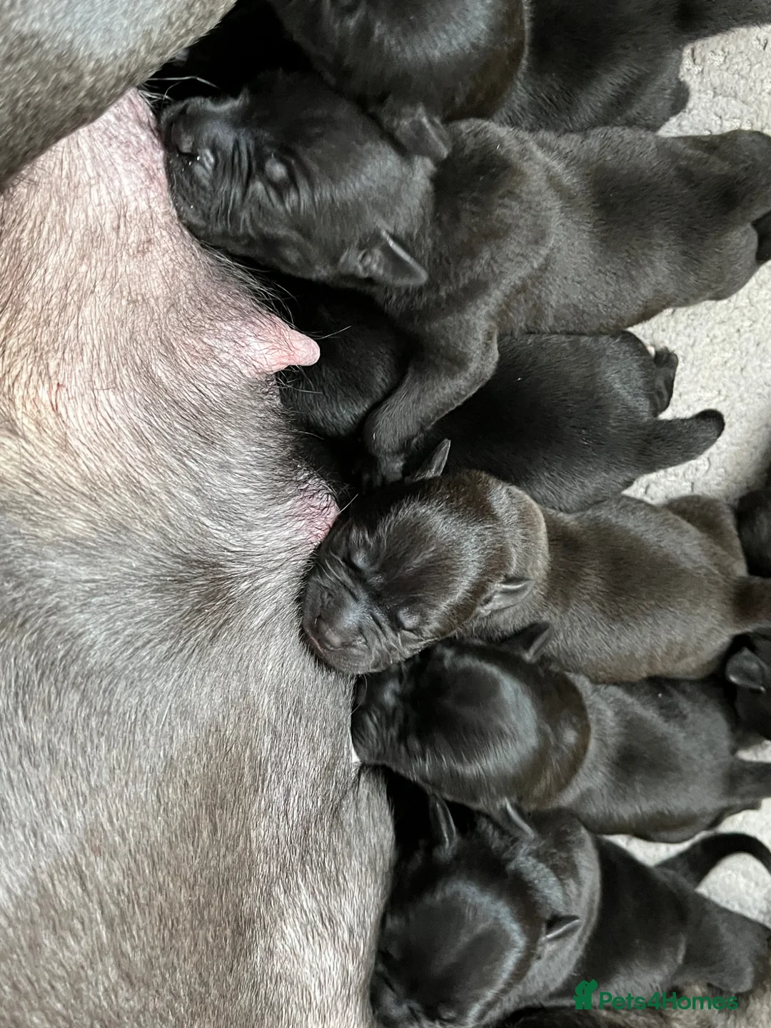 Staffordshire Bull Terrier dogs for sale: Black/blue staffy pups in Tredegar - Advert 9