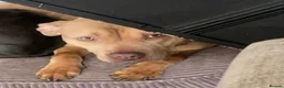 Mixed Breed dogs for sale: Candy  - Advert 4