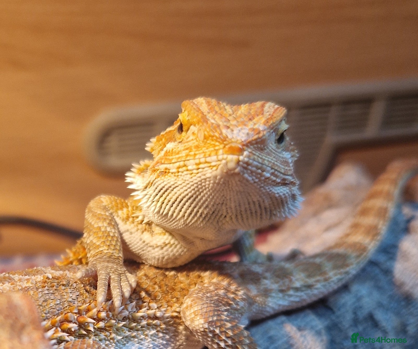 Bearded Dragon reptiles Beautiful Bearded Dragons - Advert 3