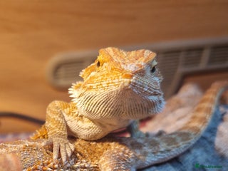 Bearded Dragon reptiles Beautiful Bearded Dragons - Advert 1