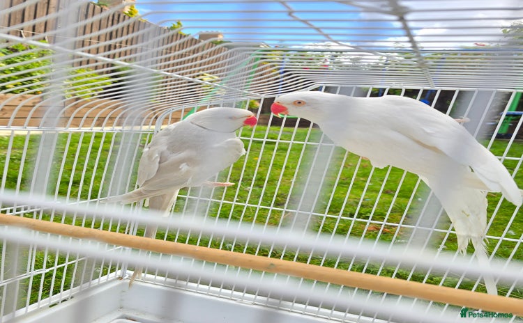Parrots birds - Advert 1