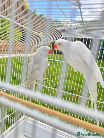 Parrots birds - Advert 1