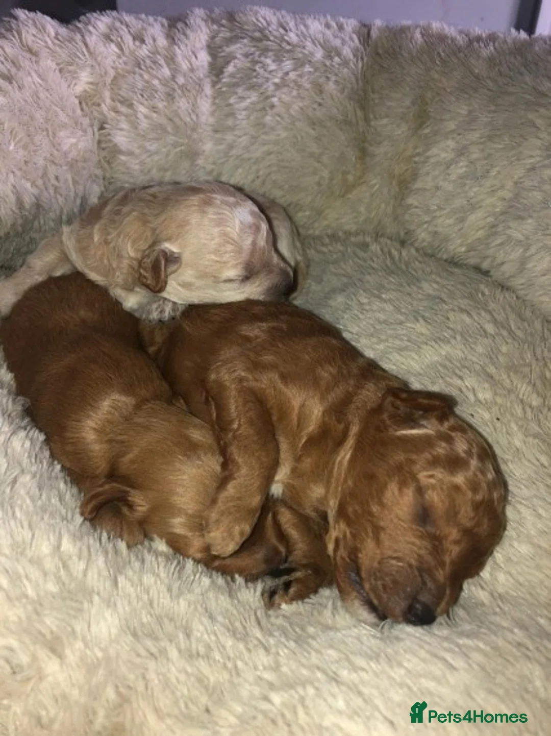 Toy Poodle dogs for stud: Extensively DNA Health Tested Deep Red Toy Poodle in Mansfield - Advert 9