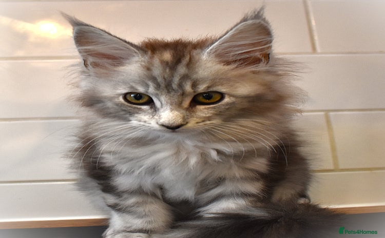 Maine Coon cats - Advert 1