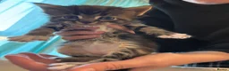Maine Coon cats for sale: Beautiful Maine coon kittens - Advert 1