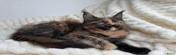 Maine Coon cats for sale: MaineCoon, Beautiful Kittens available  - Advert 23