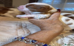 Cavalier King Charles Spaniel dogs for sale: KC reg Cavalier King Charles pups DNA clear - Advert 4