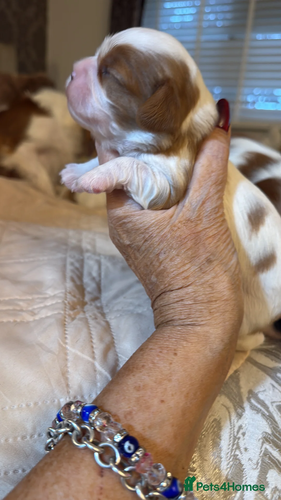 Cavalier King Charles Spaniel dogs for sale: KC reg Cavalier King Charles pups DNA clear - Advert 4