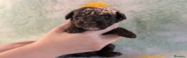 Toy Poodle 3