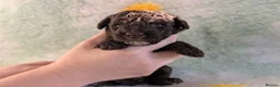 Toy Poodle dogs for sale: KC Reg DNA tested toy poodle pups - Advert 6