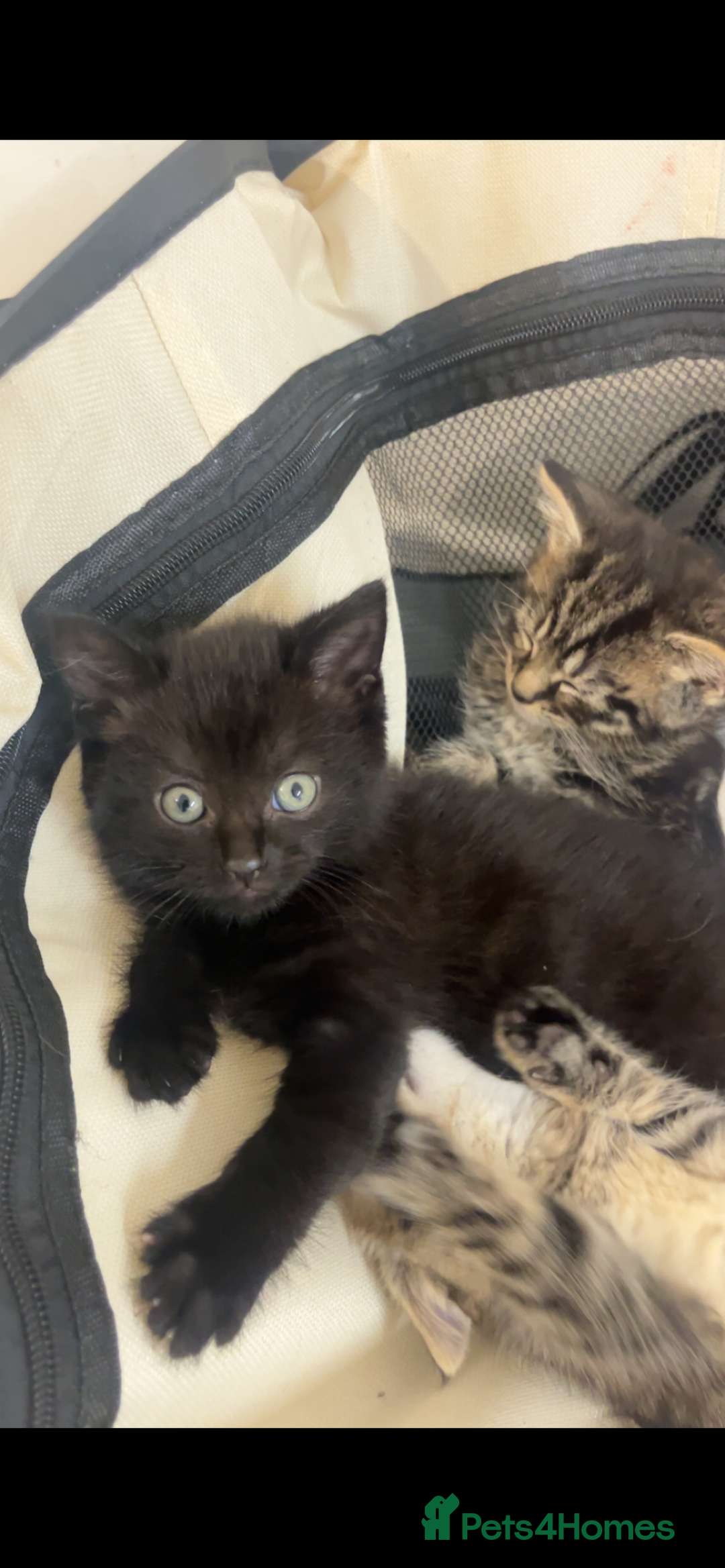 Mixed Breed cats for sale: Beautiful kittens  - Advert 6