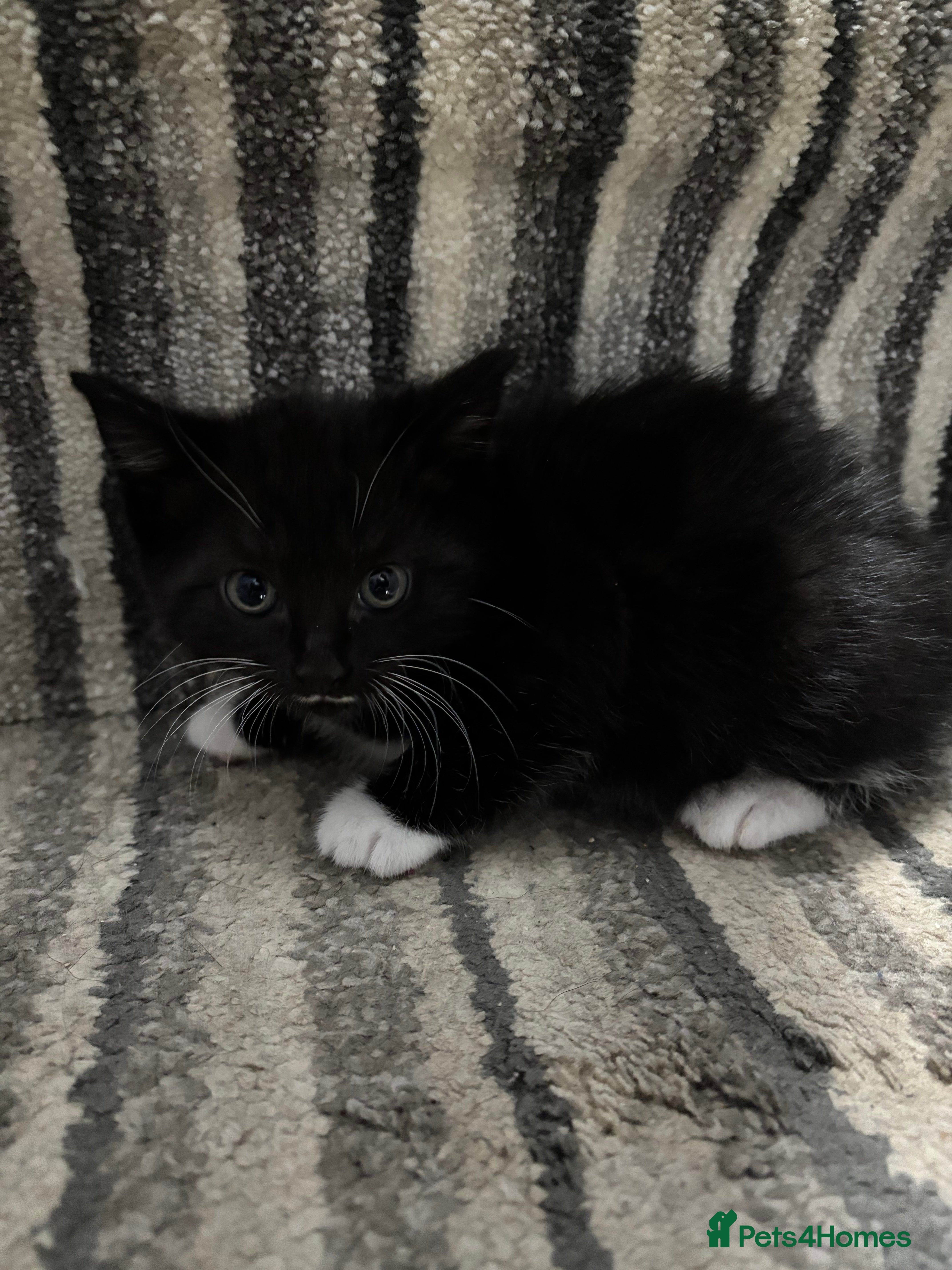 Mixed Breed cats Beautiful kittens  - Advert 11