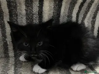 Mixed Breed cats Beautiful kittens - Advert 11