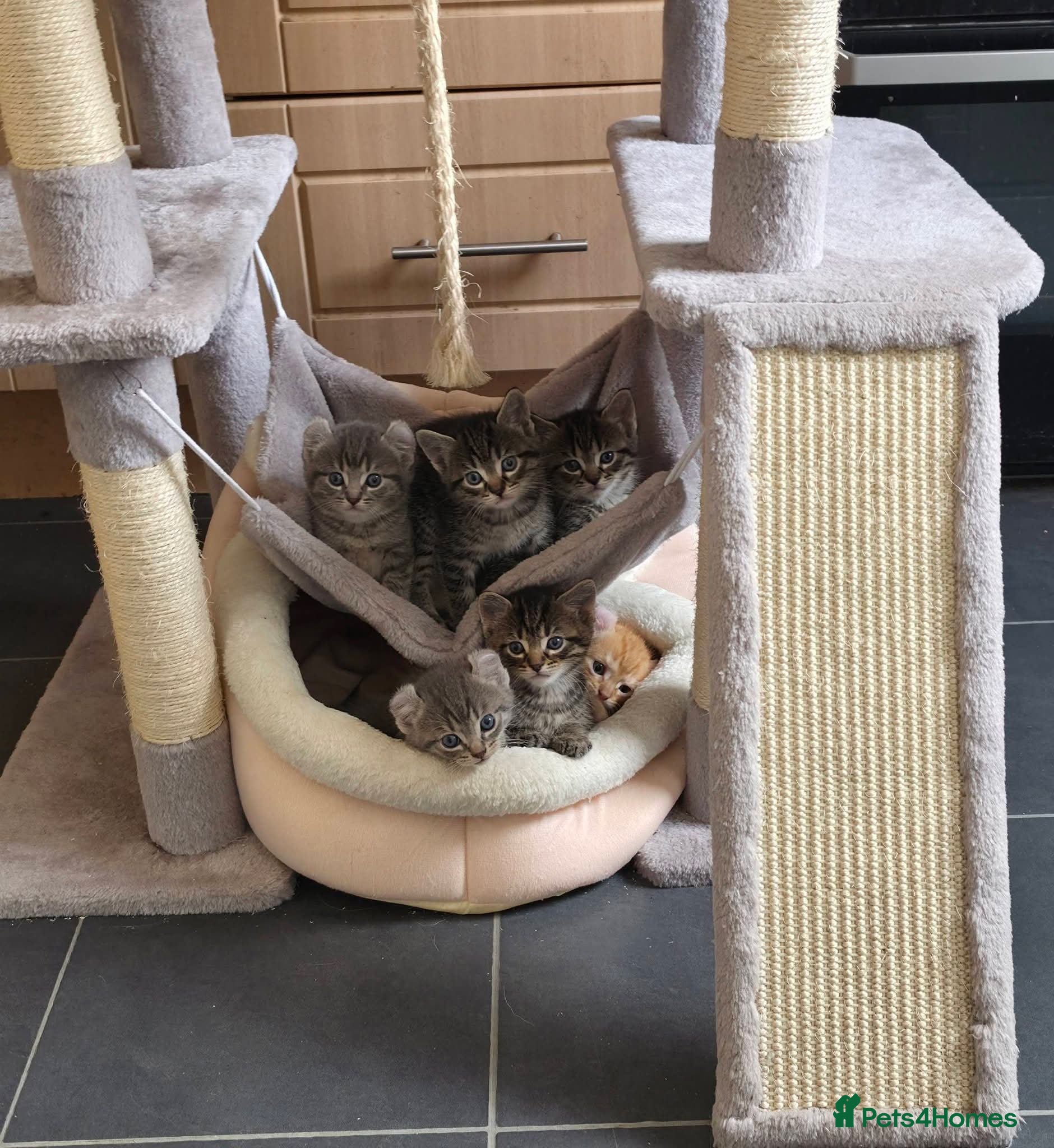 Mixed Breed cats Kittens for sale - Advert 2