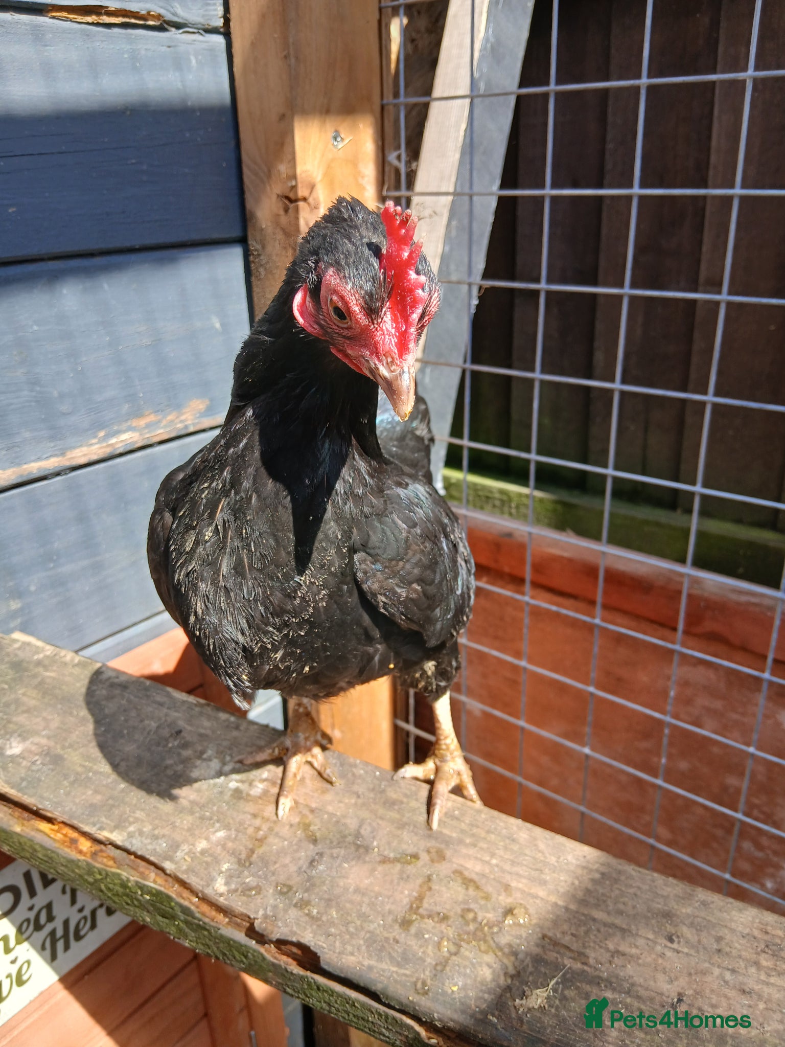 Chickens poultry for sale: 2 Serama hens  - Advert 1