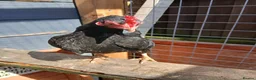 Chickens poultry for sale: 2 Serama hens  - Advert 1