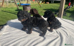Cockapoo dogs for sale: Cockapoo Ready to leave now💕Only 1 boy left! - Image 4