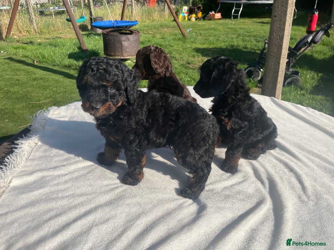 Cockapoo dogs for sale: Cockapoo Ready to leave now💕Only 1 boy left! - Image 4