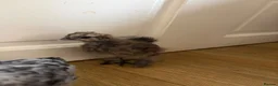 Chickens poultry for sale: Baby chicks in Manchester - Advert 7