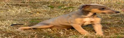 Lurcher dogs for sale: Stunning Lurchers  - Advert 9