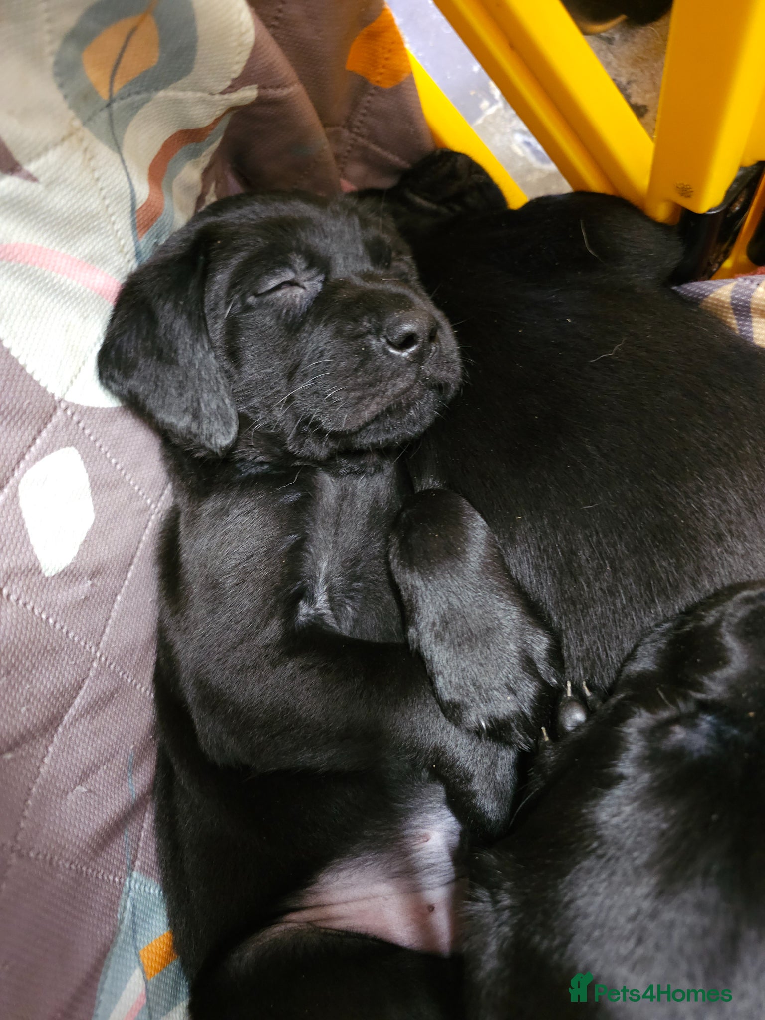 Labrador Retriever dogs Gorgeous and real characters - Advert 8