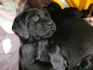 Labrador Retriever dogs Gorgeous and real characters - Advert 8