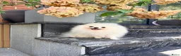 Pomeranian dogs for sale: SUPER TINY WHITE POMERANIAN BOY - Advert 11
