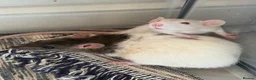 Rat rodents for sale: Two beautiful Rats for sale  in Porth - Advert 5