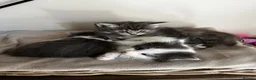 Mixed Breed cats for sale: Adorable fluffy kittens  - Advert 9