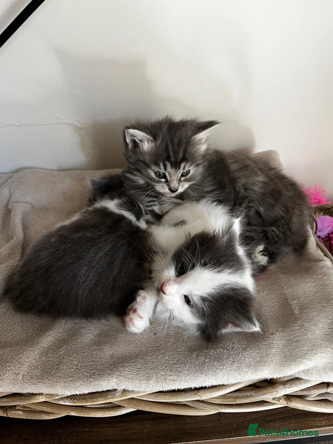Mixed Breed cats for sale: Adorable fluffy kittens  - Advert 9