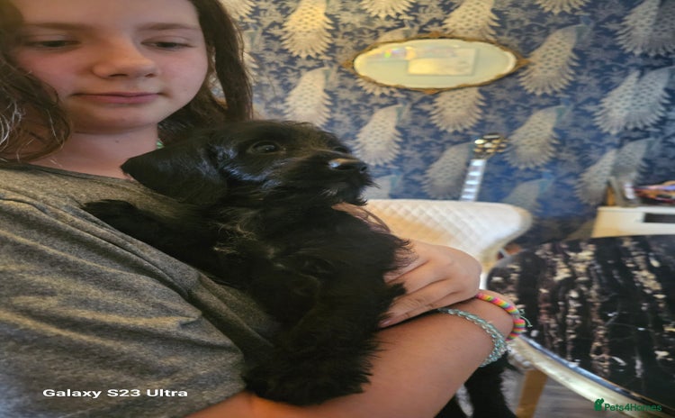 Doxiepoo dogs - Advert 2