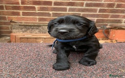 Cocker Spaniel dogs for sale: cocker spaniel pups ready for reserve - Image 6