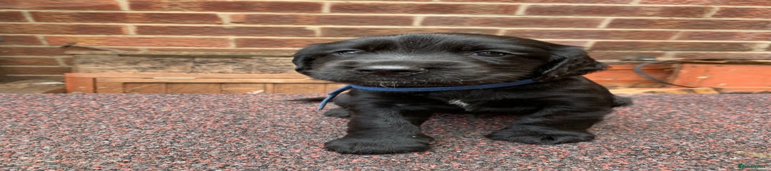 Master Dark Blue